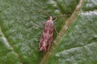 Bactra furfurana