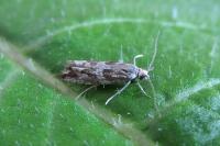 Bactra furfurana