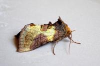 Diachrysia chrysitis/stenochrysis