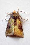 Diachrysia chrysitis/stenochrysis