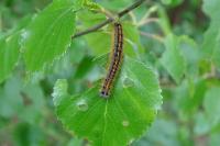 Malacosoma neustria