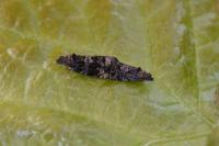 Endothenia ustulana