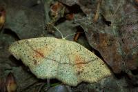 Cyclophora punctaria