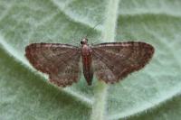 Eupithecia haworthiata