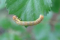 Erannis defoliaria