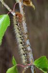 Lasiocampa quercus