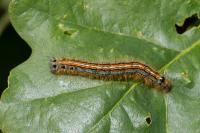 Malacosoma neustria