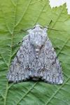 Acronicta aceris