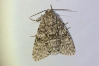 Acronicta megacephala