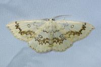 Cyclophora annularia