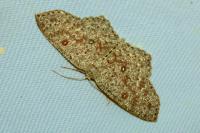 Cyclophora pendularia