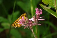 Pseudopanthera macularia