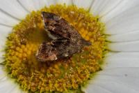 Anthophila fabriciana