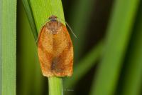 Cacoecimorpha pronubana