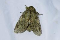 Peridea anceps