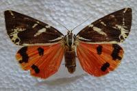 Euplagia quadripunctaria