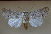 Acronicta aceris
