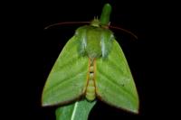 Pseudoips prasinanus