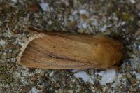 Sesamia nonagrioides