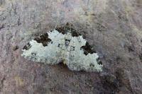 Xanthorhoe fluctuata
