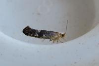 Argyresthia spinosella