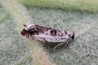 Ancylis laetana