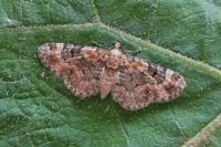 Eupithecia pulchellata