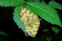 Pseudopanthera macularia