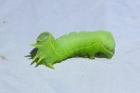 Asteroscopus sphinx