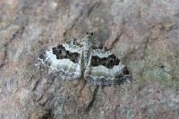 Epirrhoe rivata