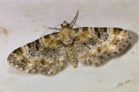 Eupithecia pulchellata