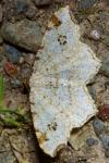 Macaria notata