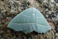 Campaea margaritaria