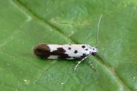Ethmia quadrillella