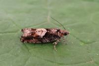 Epinotia immundana