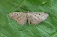 Eupithecia virgaureata