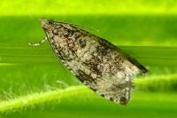 Celypha lacunana