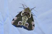 Thyatira batis