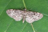 Eupithecia tantillaria