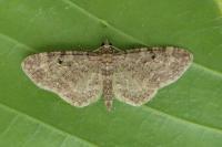 Eupithecia subfuscata