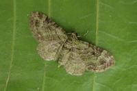 Pasiphila rectangulata