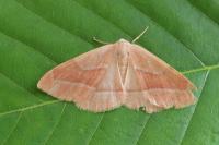 Hylaea fasciaria