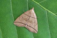 Herminia grisealis