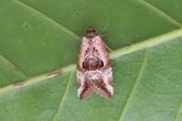 Elaphria venustula