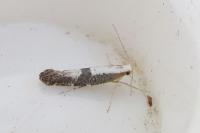Argyresthia spinosella