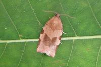 Choristoneura hebenstreitella