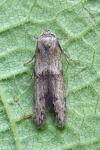 Blastobasis phycidella