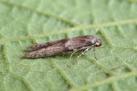 Blastobasis phycidella