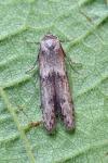 Blastobasis phycidella