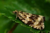 Celypha lacunana